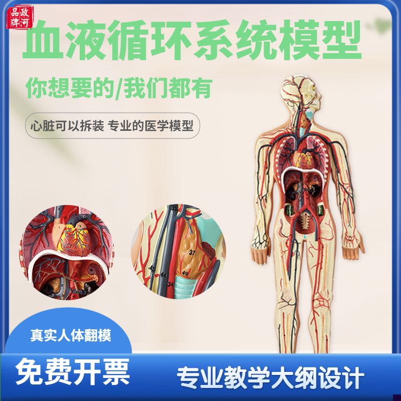 人体血液循环系统模型心脏内脏血管器官解剖模型医院学.校用教学