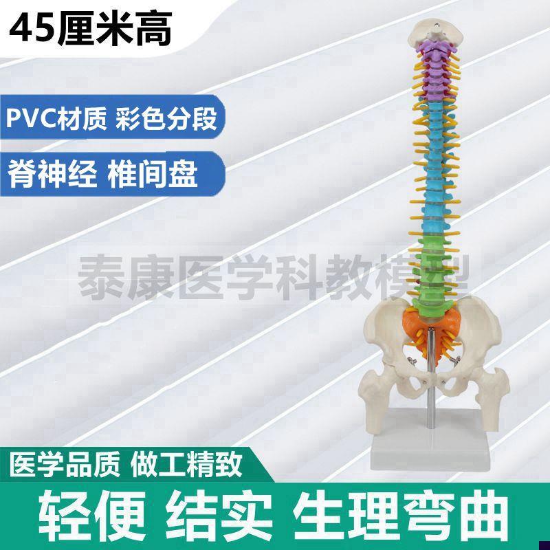45厘米人体s脊柱模型彩色分段神经椎间盘骨盆股骨头正骨推拿小针