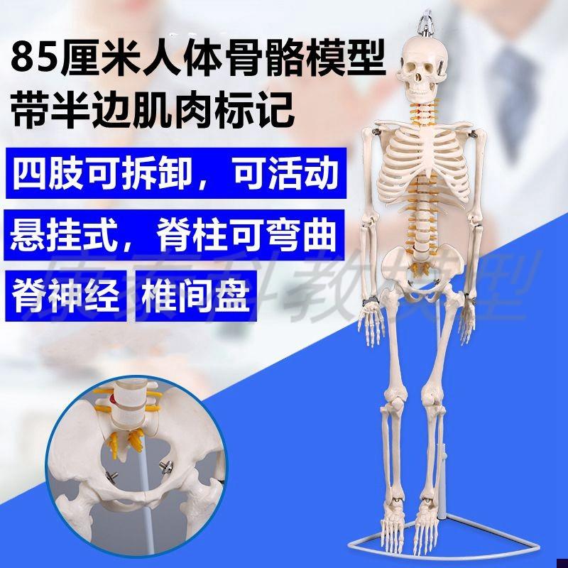 85厘米骨骼模型仿真人体脊椎活A动弯曲瑜伽培训美术艺考医用健身