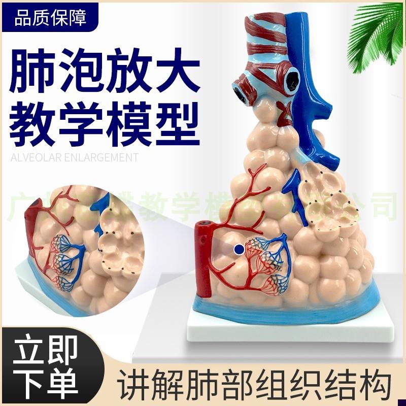 肺部模型 大型肺泡放大模型人体内脏呼吸O肺模型 人体教学模型