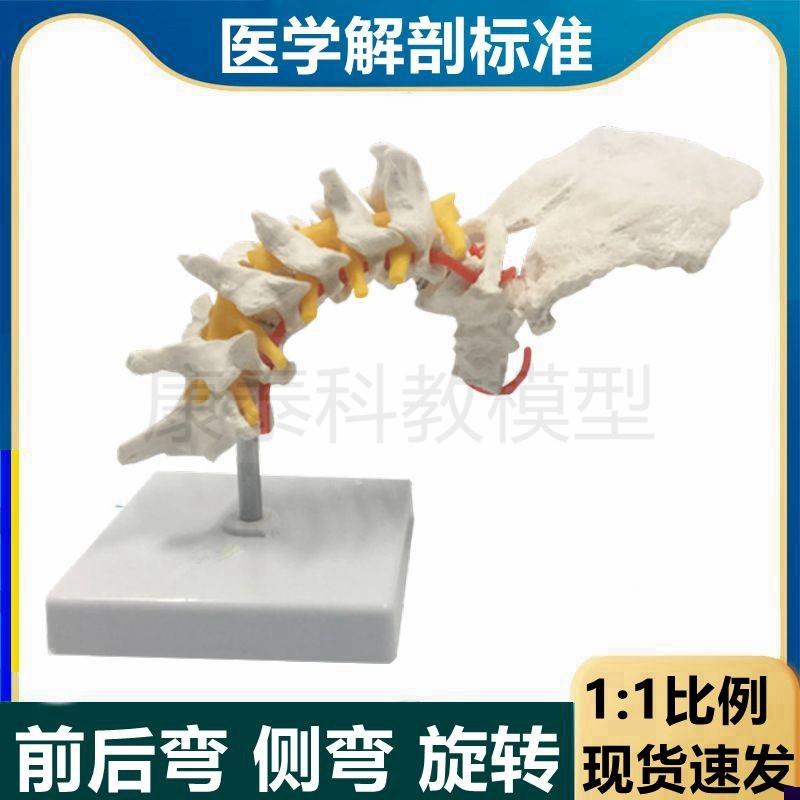 颈椎模型前后弯侧弯旋转椎体错位演示灵活正N骨练手颈动脉神经肌