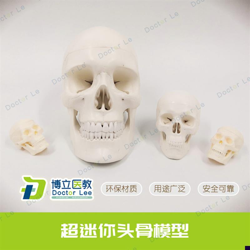 艺用医用人体头骨模型迷你小头骨教学O美术精致颅骨骨骼