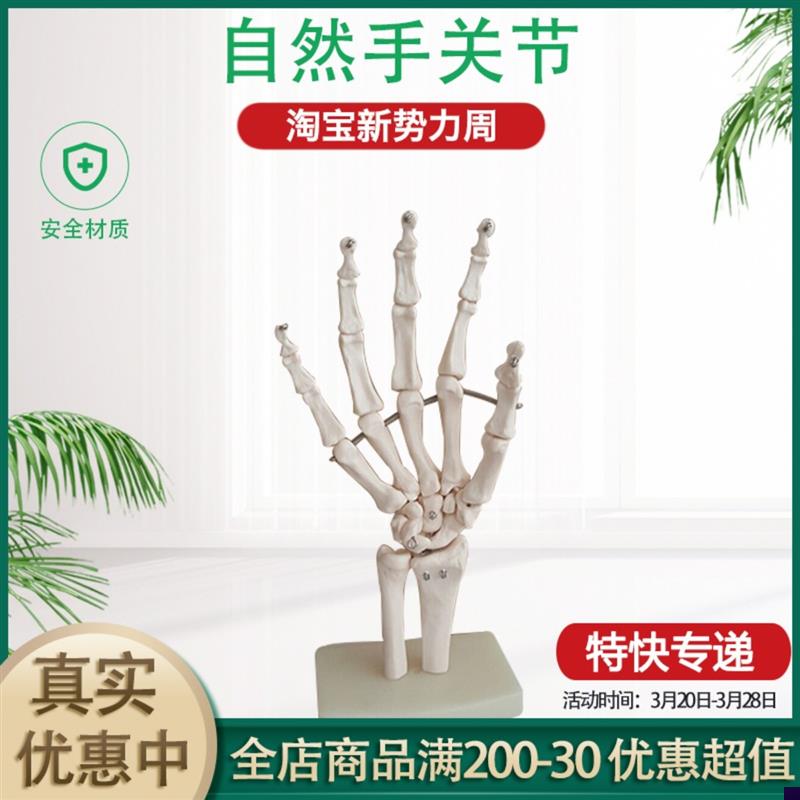 正品医学人体手关节模型手骨尺骨桡骨模型S人体骨骼手足外科