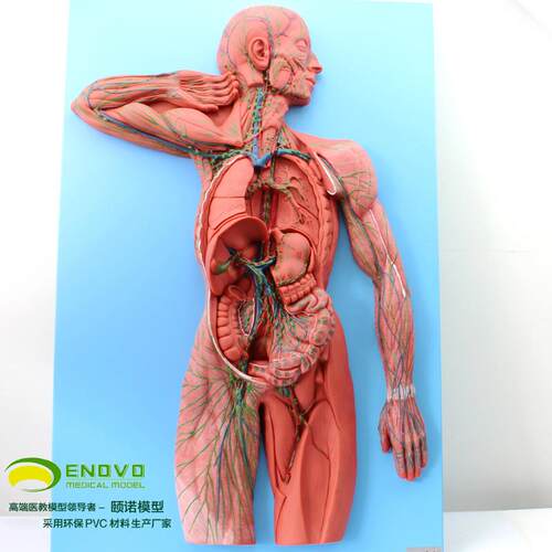ENOVO颐诺医学人体全身淋巴管和淋巴结模型教具淋巴系统解F剖模型