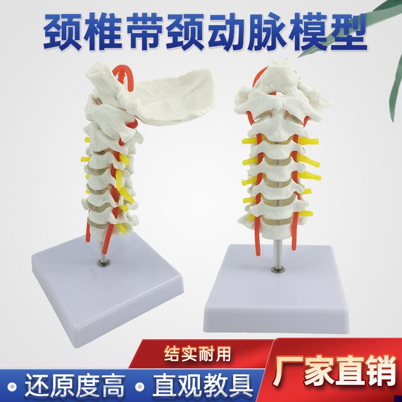 颈椎带颈动脉 后枕骨 椎间盘与神经教G学模型人体关节颈椎骨骼模