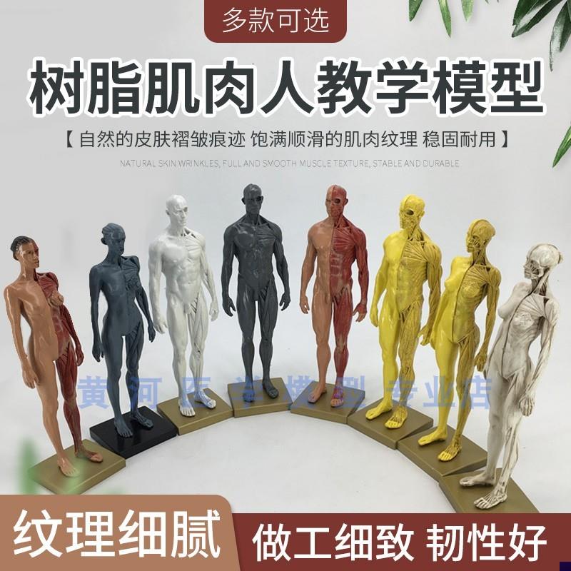30cm艺用 树脂肌肉 骨骼 解剖 人体模型J 结构美术 CG绘画雕塑教