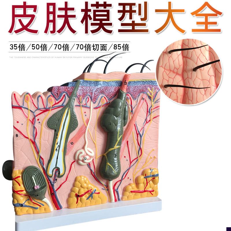 专业人体皮肤组织放大结构解x剖模型层次立体医学美容整形教学模
