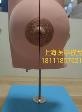 静止期乳房模型  乳房q教学模型  哺乳模型GD/A15110