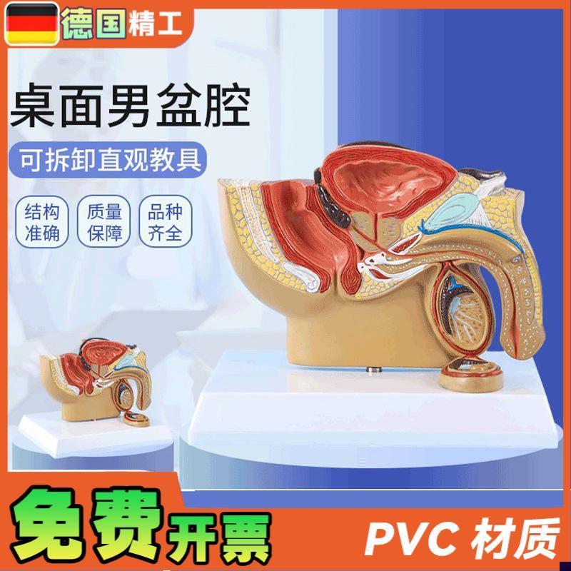 德国】男性盆腔前列腺泌尿生殖系统睾丸J切面解剖模型男科计生展