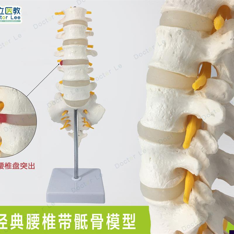 高端医用可拆成人5节腰椎尾骨模型 脊椎 椎间盘突出 人Z体标本模