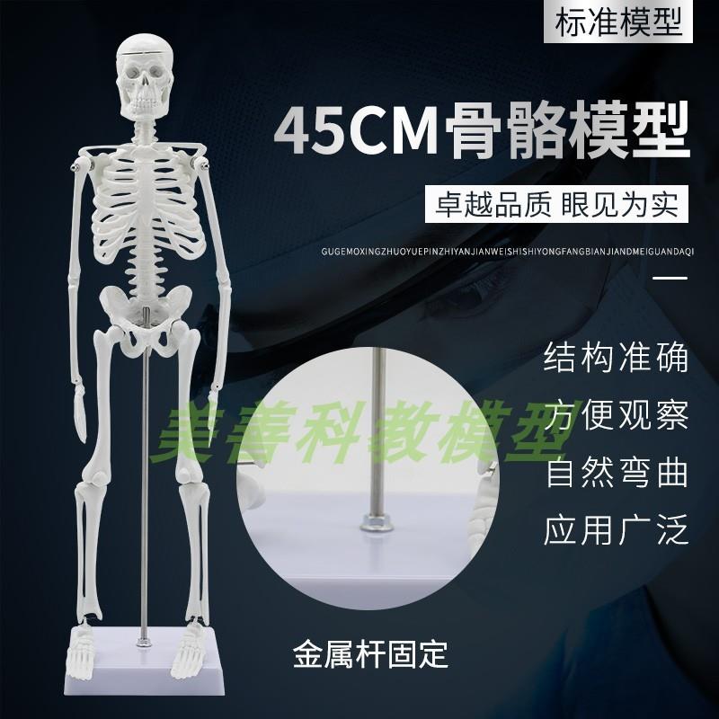 45CM人体骨骼模型可活动教学E模型有支架骨架模型骷髅骨标