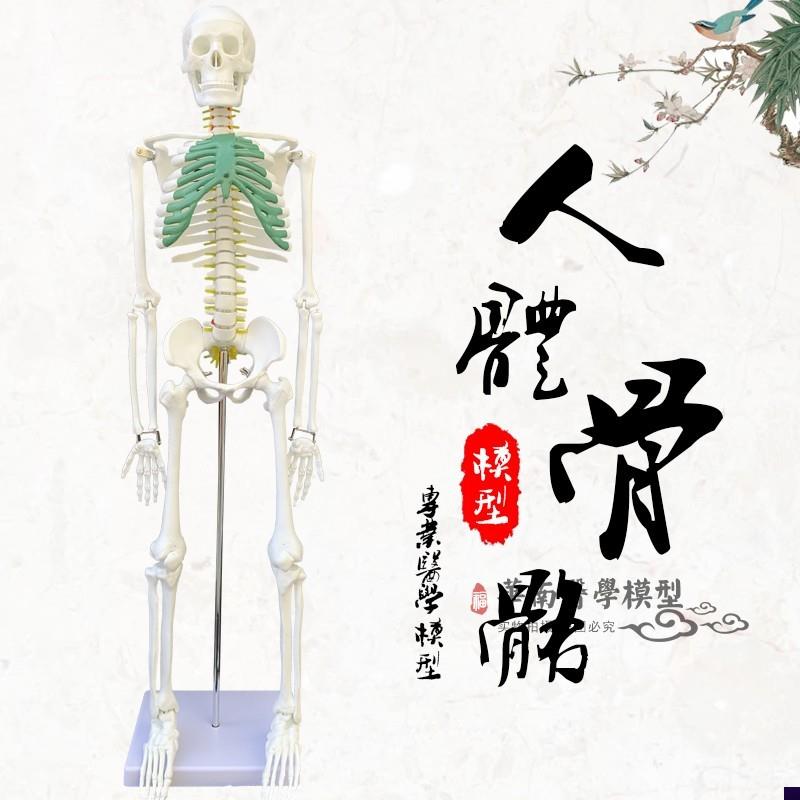 人体 骨架模型i 85CM 人体骨骼模具 人体脊柱脊椎模型医用美术