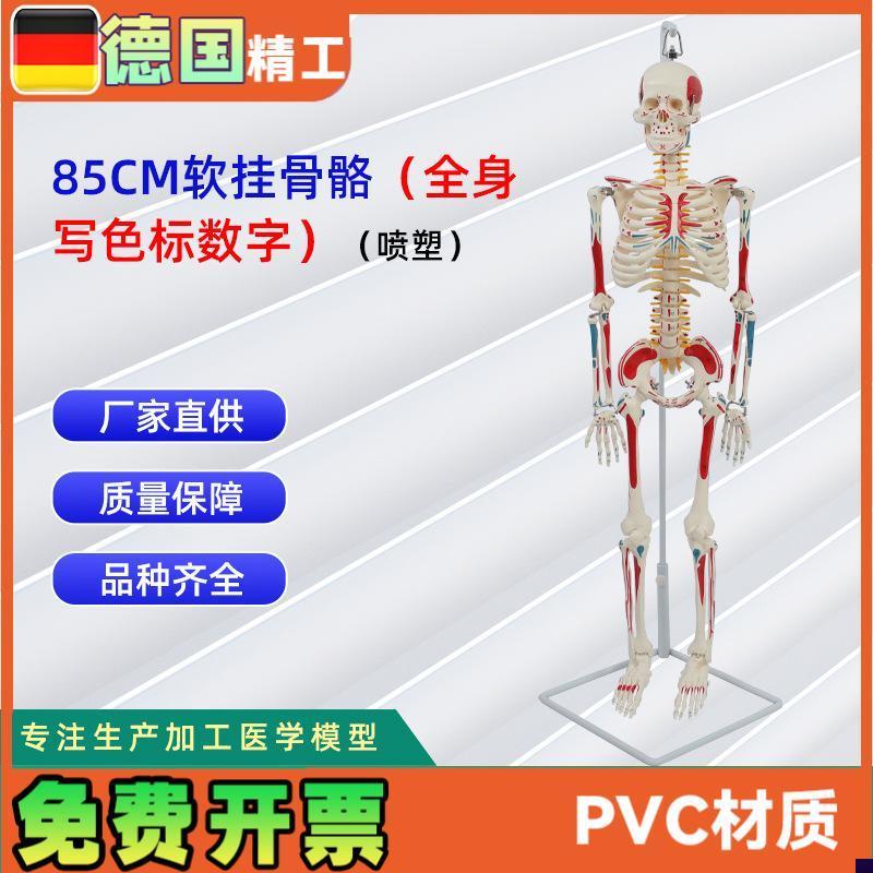 85CM软挂骨骼全m身写色标数字(喷塑)医学教学用具仿真人体骨骼
