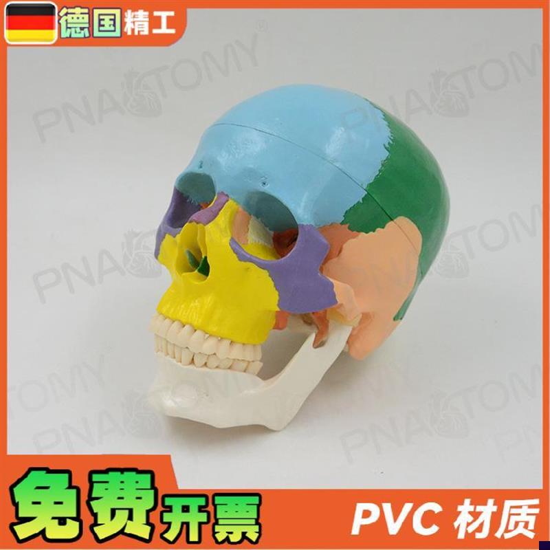德国1:1 彩色人体头骨头颅骨骷髅头骨模型可拆T卸 口腔科美术