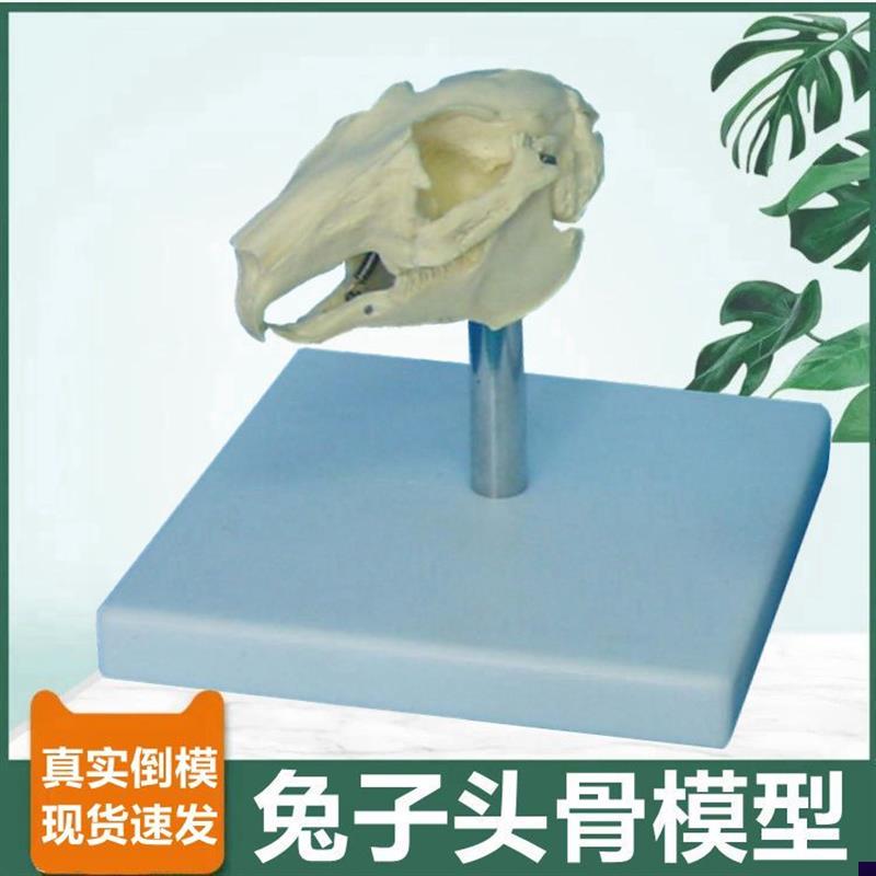 兔子骨骼模型仿真头骨标本可活动猫牙F齿犬牙齿兽医宠物医生用动