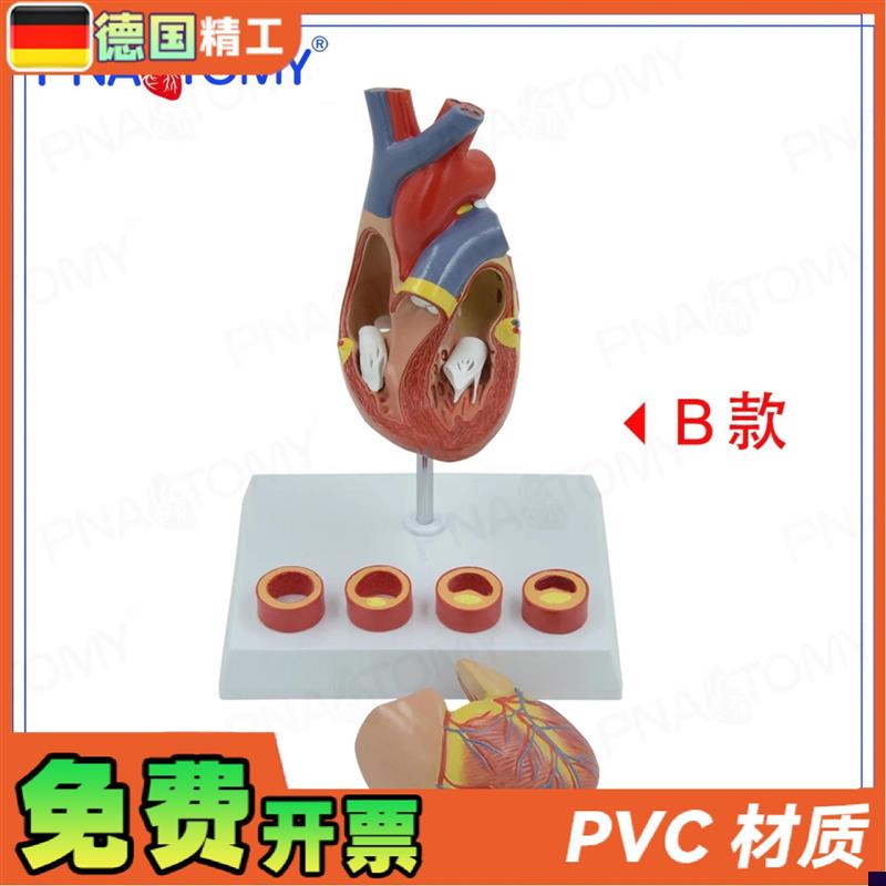德国】PNT-0724 心脏模型4阶段血管动K脉病理期心脏解剖心血管科