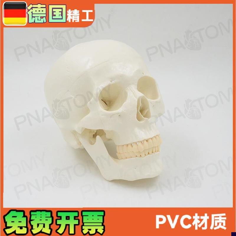 1:1大小白色仿真人体头骨模型骷髅头骨可拆卸T头颅骨 美术素描