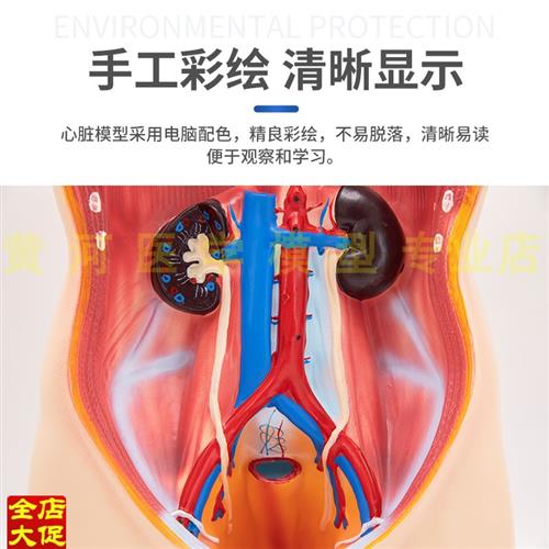 高档85CM人体可拆卸医学解剖模型身体内脏器官结P构模型仿真骨骼