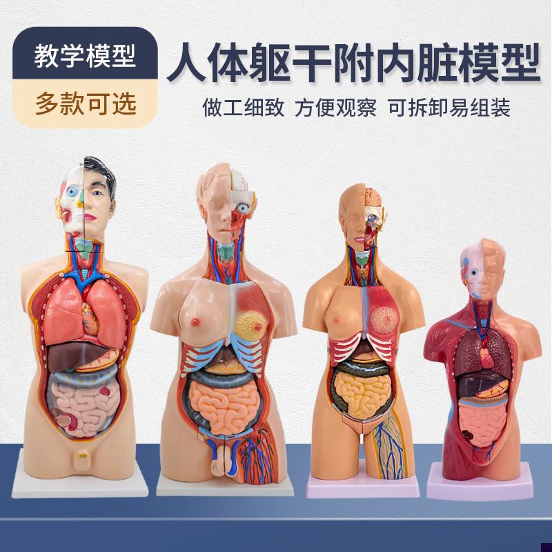人体解剖模型器官可拆卸医u学教学心脏内脏模型玩具躯干系统结构