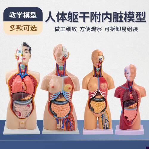 人体解剖模型器官可拆卸医u学教学心脏内脏模型玩具躯干系统结构