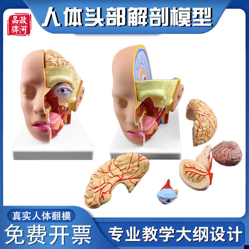 政河人体头部结构解剖模型大脑神经血管脑M干构造医院脑科学校教