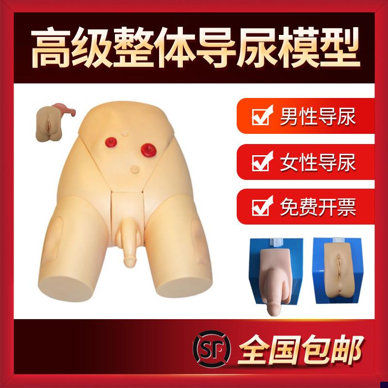 男女性别可互换j整体导尿模型 着装式内外生殖器模具 护士导尿练
