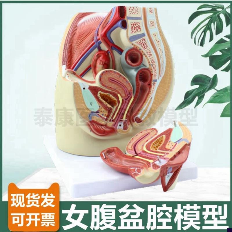 女腹腔模型拆卸内外生殖器会阴女盆底G肌产后修护月子家政技校培