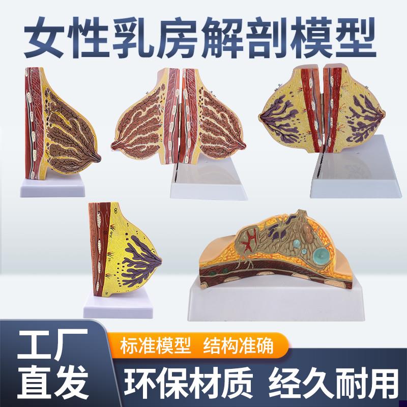 女性哺乳期乳房模型 乳房解剖 乳房模型 母婴R护理 月嫂培训模型