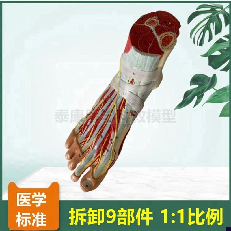 脚解剖模型 足底肌可拆卸 踝关节胫腓骨肌肉 筋膜 韧带. 关节骨骼
