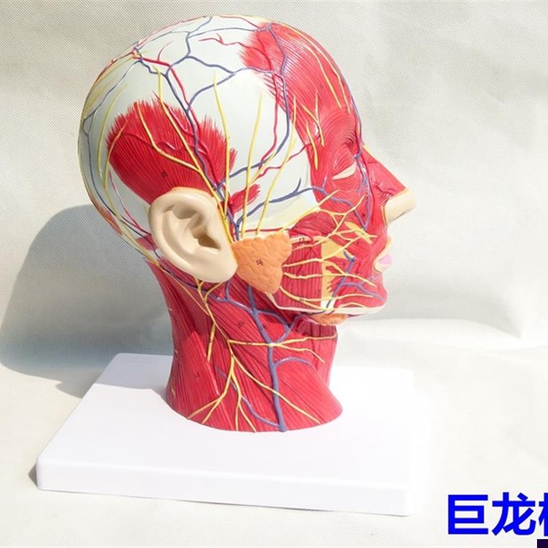 进口人体头骨带肌肉神经t血管模型头部剖面 脑模型 人体解剖模型
