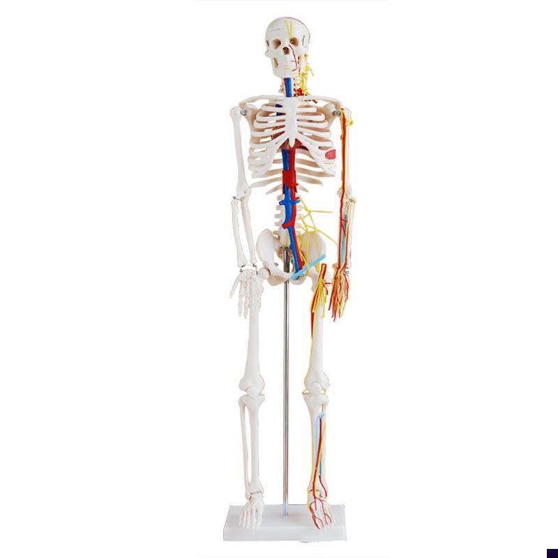 人体骨骼带心脏与血管模型85CM (F全身、带支架)骨架 教学美术