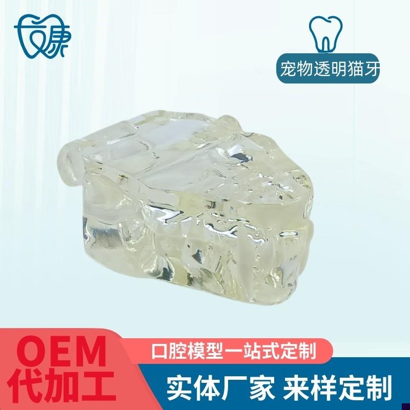 宠物牙齿模型透明狗牙猫牙口腔犬A牙教学演示动物倒模具猫兽医包