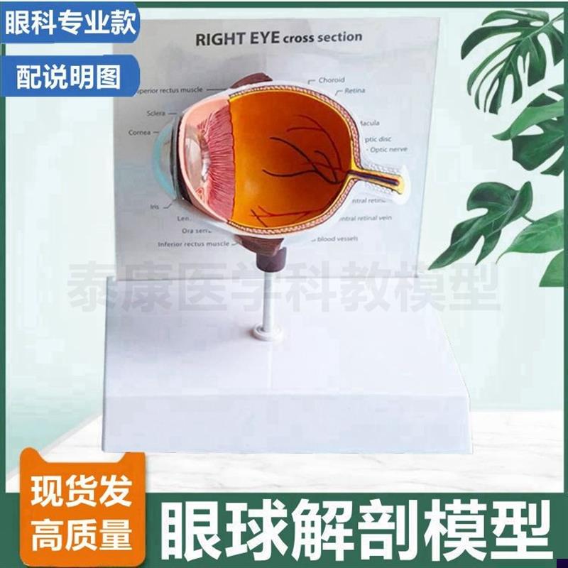 眼底模型 d视网膜血管神经虹膜晶状体巩膜眼睛构造眼科医患白内障