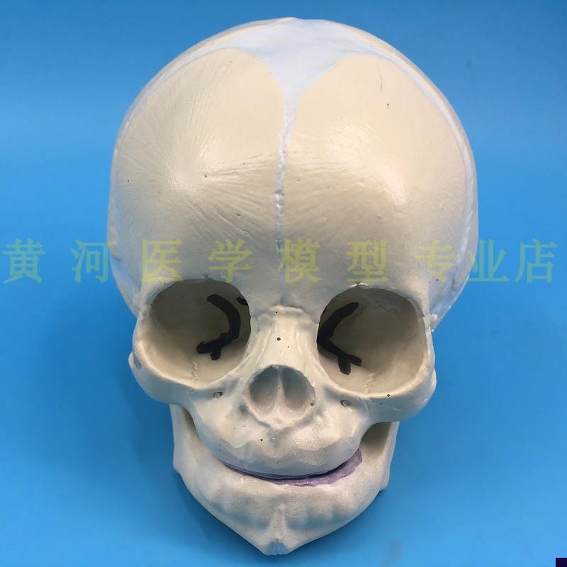 胎儿婴儿头骨模型 骷髅头骨进口胎儿颅模J型 30周大小胎儿小孩头