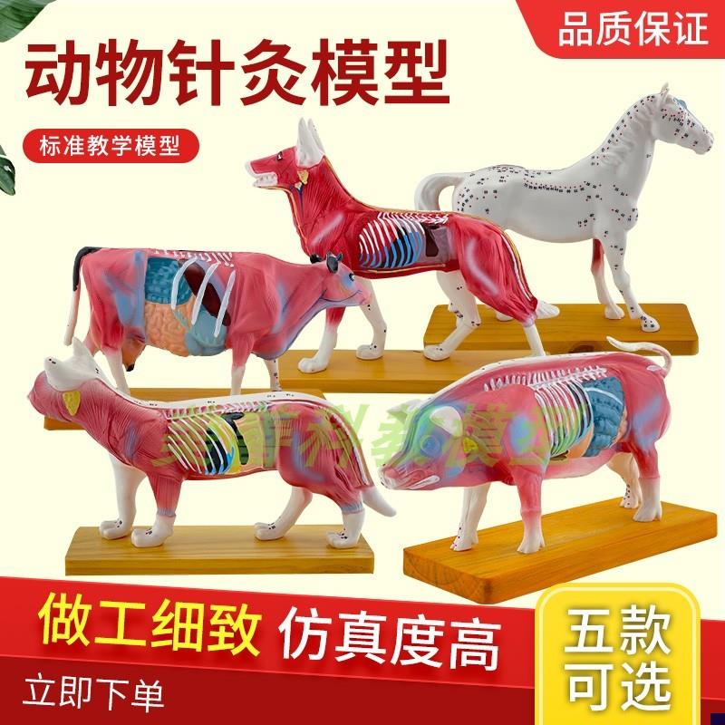 动物针灸模型 动物解剖模型 猪牛马猫狗牛解剖穴位V模型 兽医教学