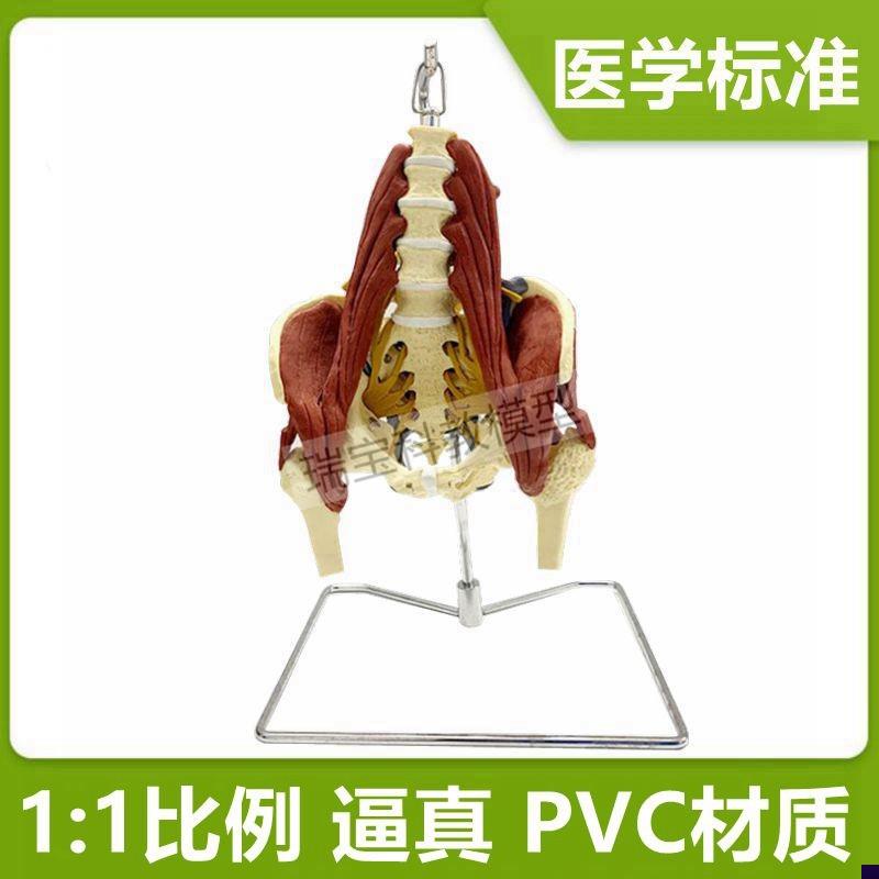 人体腰椎模d型肌肉神经骨盆产后康复正骨按摩月嫂家政技能培训坐