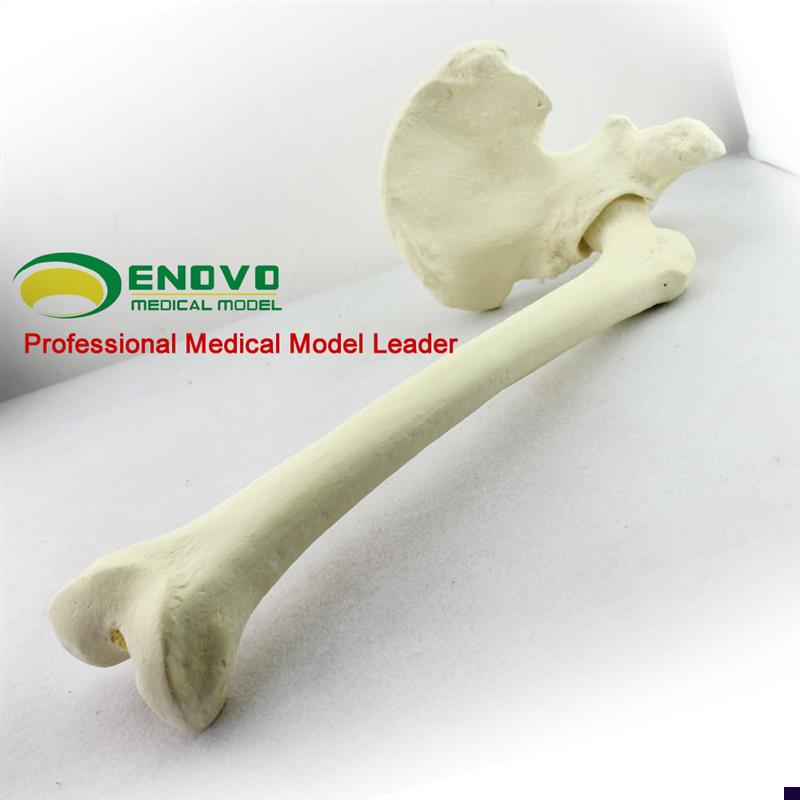 骨科手术摸拟Sawbone骨科pfna操作Sawbone人工V皮质骨松质骨模型