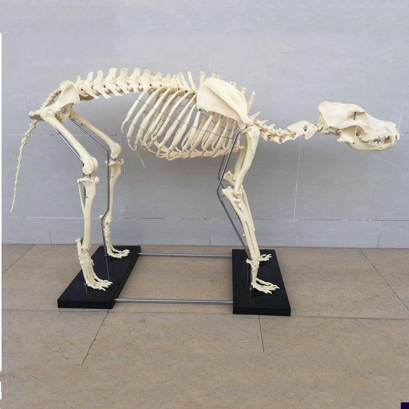 狼狗骨骼模型仿真动物标本塑胶骨头模具犬科PNVC骨架宠物医院摆件