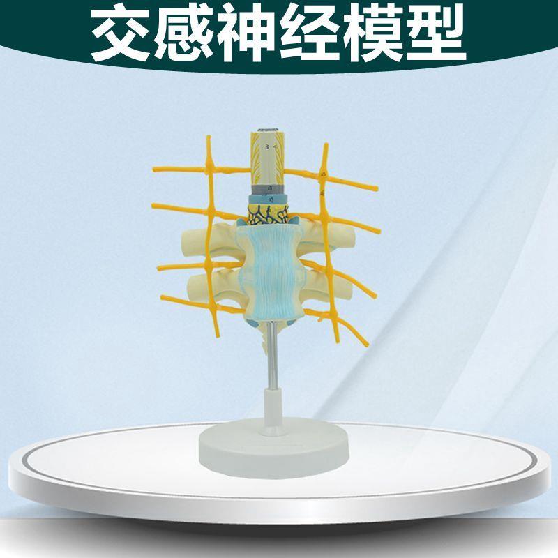 交感神经模型人体脊髓p中枢周围神经反射弧神经元结构突触脊髓解