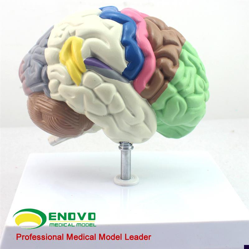 颐诺正品人体大脑模型分区端脑模型脑I室脑半球人脑解剖器官模型