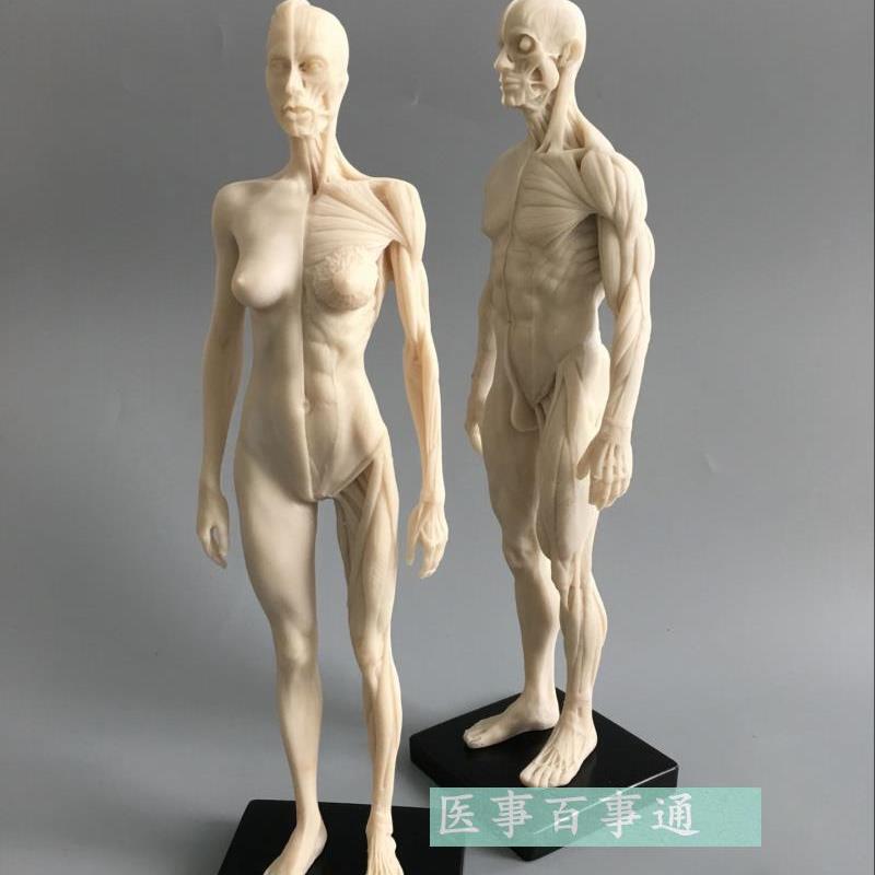 设计绘画CG参考医用头骨胸像艺用人体肌肉骨骼V解剖结构模型白