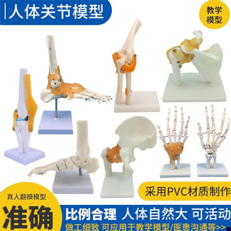 人体膝手肘肩髋脚关节骨骼韧带模型C 仿真关节功能演示1:1骨骼医