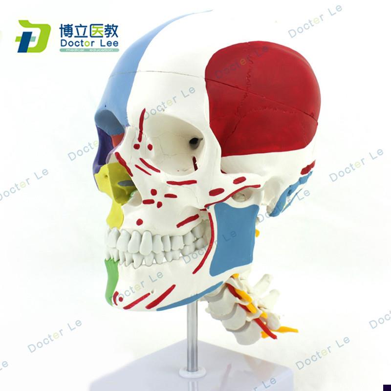 彩色 人体头颅骨模型p 头骨色性分离模型 1:1仿真头骨带颈椎模型