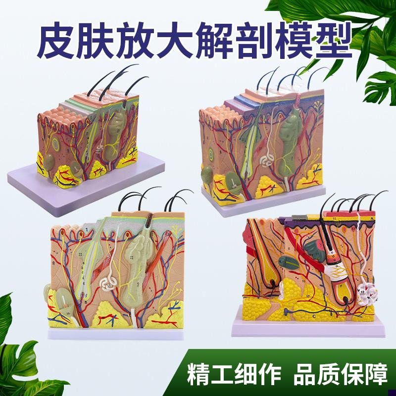 皮肤模型人体毛囊汗腺结构放大x70倍毛发生长立体层次美容教学模