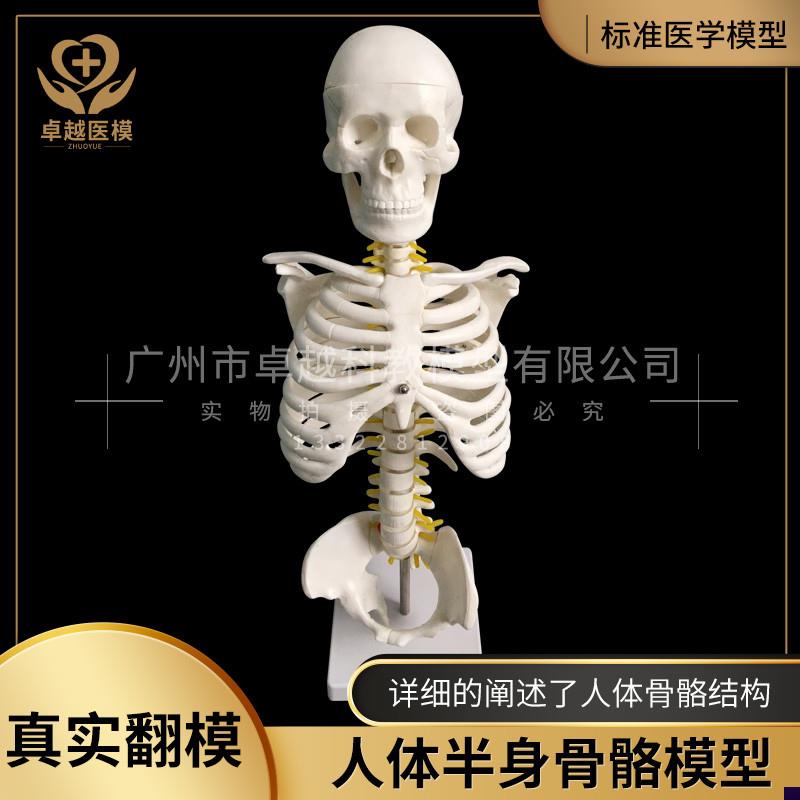 优质骨架45cm高人体头骨模型全身脊椎I骨骼脊柱关节医学教学模型