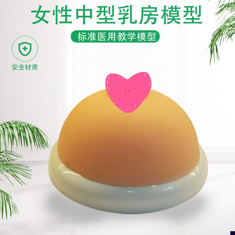 女性乳房模型催乳师培训教学教y具中型硅胶乳房模型医院用演示模