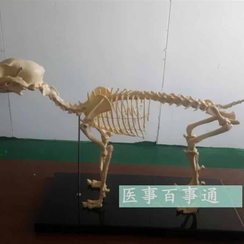 狗骨模型骨标本狗解剖狗骨架D犬犬骨模型犬骨架动物模
