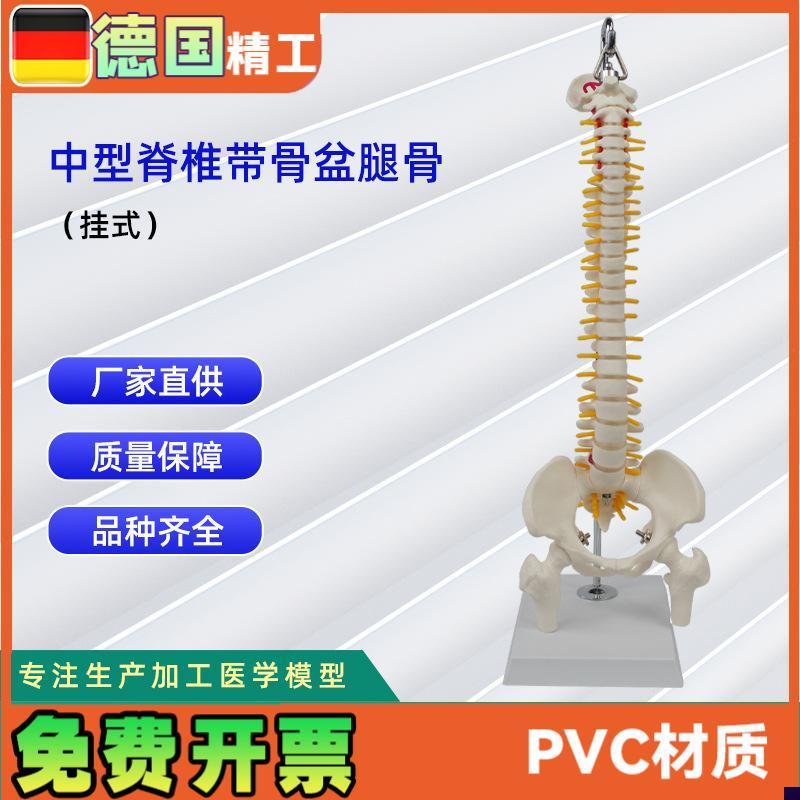 中型脊椎带骨盆腿骨(挂式)C模型 医学教学专用用具模具