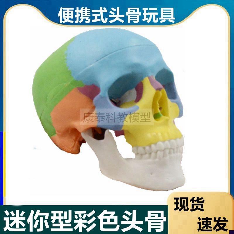 迷你型头骨d玩具彩色骨髅头拆卸3部件颅骨色分早教益智仿真美术艺