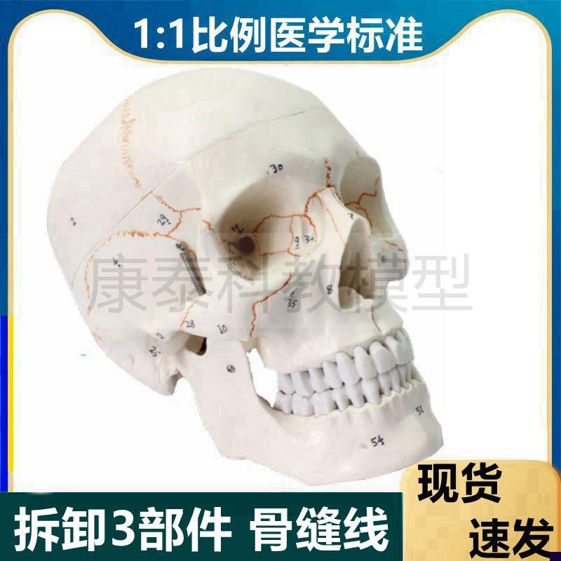 人体骨髅头模f型仿真1比1颅骨结构可活动可拆卸美术艺考法医肌肉